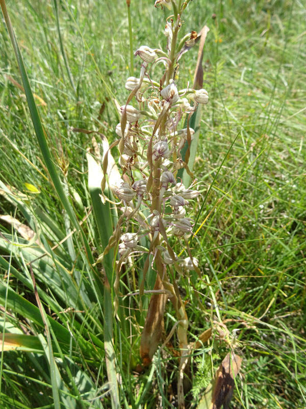Himantoglossum hircinum